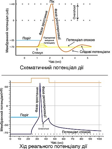 Схематичне зображення потенціалу дії (вгорі). Реальний потенціал дії пірамідного нейрона гіпокампа щура (внизу)