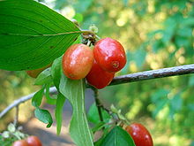 Petits fruits oblongs, très brillants, virant du blanc au rouge, rappelant certaines variétés de cerises bigarreau